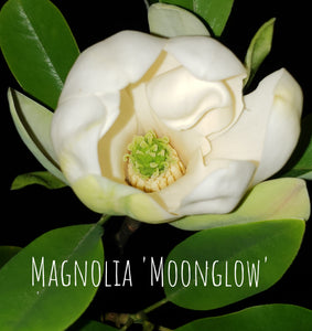 Magnolia 'Moonglow'