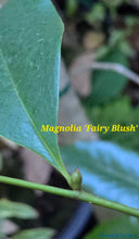Fairy Blush Evergreen Bush Magnolia