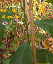 Fairy Blush Evergreen Bush Magnolia