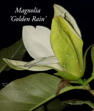 Magnolia 'Golden Rain'