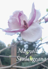 Magnolia x soulangiana