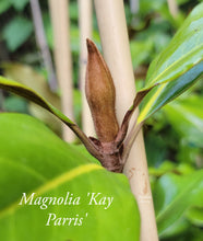 Magnolia 'Kay Parris'
