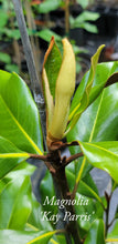 Magnolia 'Kay Parris'