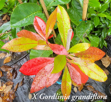 X Gordlinia grandiflora- 'X Gordlinia' grandiflora Tree in Other Varieties