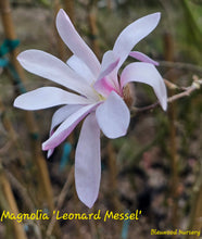 Magnolia 'Leonard Messel'