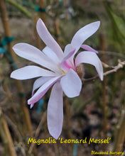 Magnolia 'Leonard Messel'