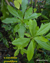 X Gordlinia grandiflora- 'X Gordlinia' grandiflora Tree in Other Varieties