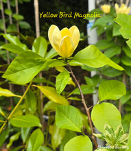 Magnolia 'Yellow Bird'