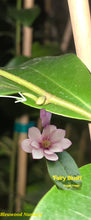 Fairy Blush Evergreen Bush Magnolia