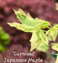 Acer campestre 'Carnival' Japanese Maples