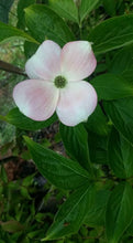 Cornus 'Stellar Pink' Dogwood
