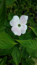 Cornus 'Stellar Pink' Dogwood