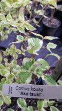 Cornus 'Aka tsuki' Dogwood