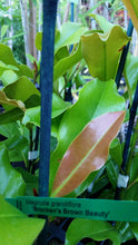 Magnolia 'Bracken's Brown Beauty'