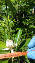 Magnolia 'Ned's Northern-Belle'