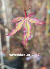 Acer Palmatum 'Butterfly' Japanese Maples
