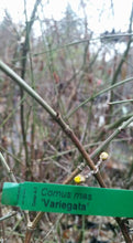 Cornus mass 'variegata' Dogwood