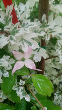 Cornus 'Beni fuji' Dogwood