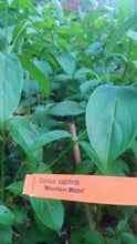 Cornus 'Mountain Moon' Evergreen Dogwood