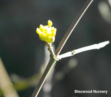 Cornus mass 'variegata' Dogwood