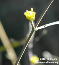Cornus mass 'variegata' Dogwood