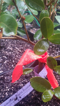 Magnolia laevifolia 'Warm Fuzzies' Evergreen
