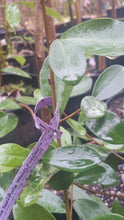 Magnolia laevifolia 'Warm Fuzzies' Evergreen