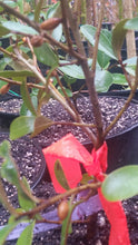 Magnolia laevifolia 'Warm Fuzzies' Evergreen