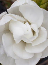 Magnolia 'White Rose'
