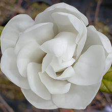 Magnolia 'White Rose'