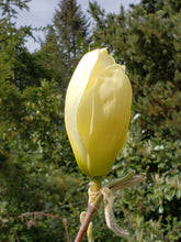 Magnolia 'Elizabeth'