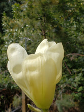 Magnolia 'Elizabeth'