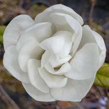 Magnolia 'White Rose'