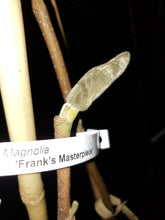 Magnolia 'Frank's Masterpiece'