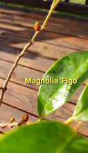 Magnolia Figo 'Port of Wine' Banana Shrub