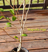 Magnolia Figo 'Port of Wine' Banana Shrub