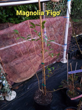 Magnolia Figo 'Port of Wine' Banana Shrub