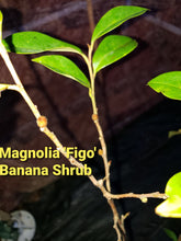 Magnolia Figo 'Port of Wine' Banana Shrub