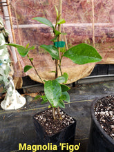 Magnolia Figo 'Port of Wine' Banana Shrub