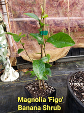 Magnolia Figo 'Port of Wine' Banana Shrub