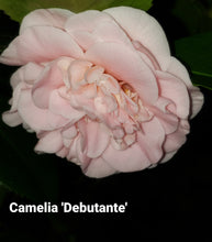 Camelia Japonica 'Debutante'