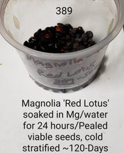 Magnolia 'Red Lotus'