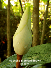 Magnolia 'Bracken's Brown Beauty'