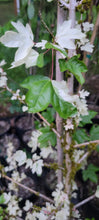 Acer campestre 'Carnival' Japanese Maples