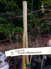 Magnolia 'Frank's Masterpiece'