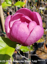 Magnolia 'Black Tulip'