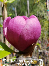 Magnolia 'Black Tulip'