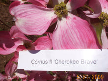 Cornus Florida 'Cherokee Brave' Dogwood