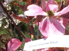 Cornus Florida 'Cherokee Brave' Dogwood