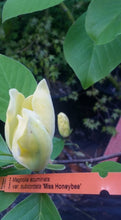 Magnolia 'Miss HoneyBee'